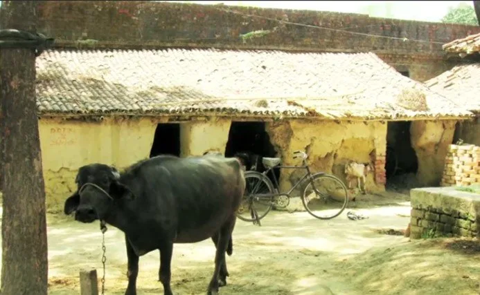 Dairy Value Chain Financing Opportunities