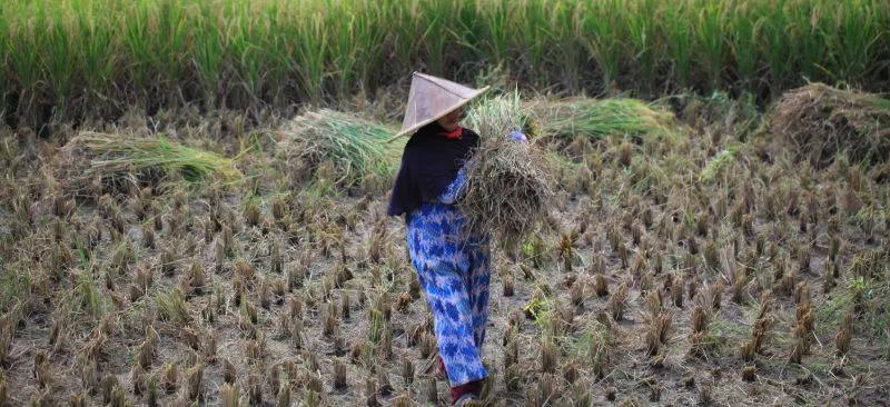 Impact evaluation of Program Keluarga Harapan (PKH), the largest conditional cash transfer program of Indonesia
