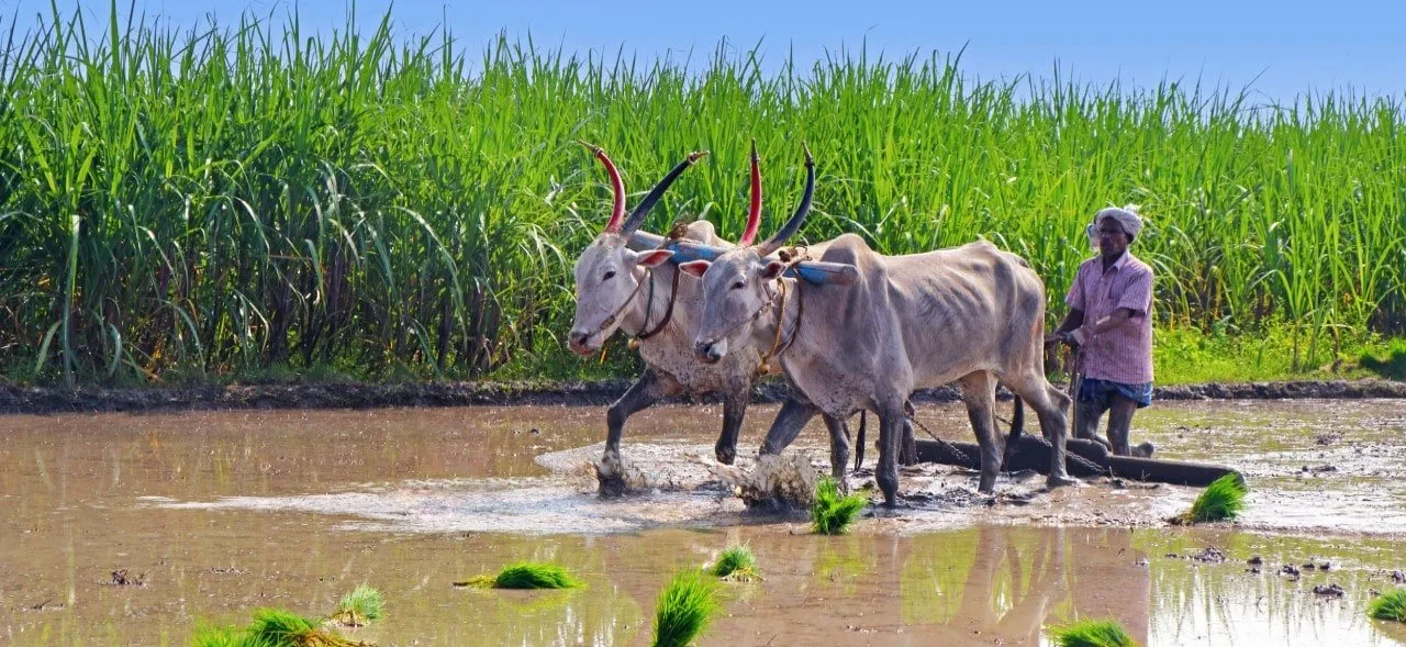 Potential impact of PM Kisan on the agricultural outcomes
