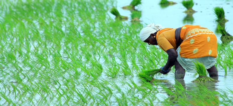 Highlights of the webinar on “climate-resilient agriculture, virtual breakfast club”: Where climate-action ideas brew