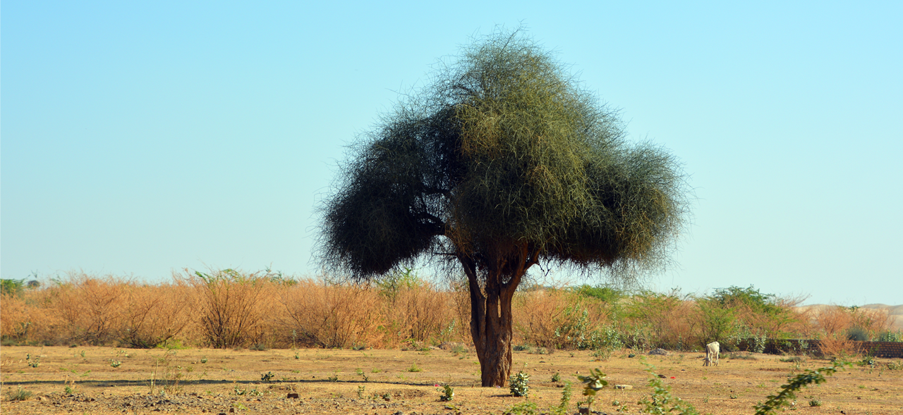 Leveraging AI for climate resilient agriculture: 2023 financial inclusion week