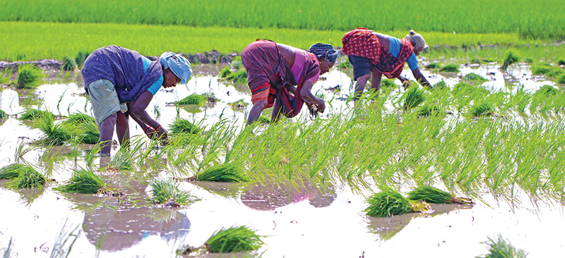 Cash for crops: MSC’s support to DBT-F’s implementation