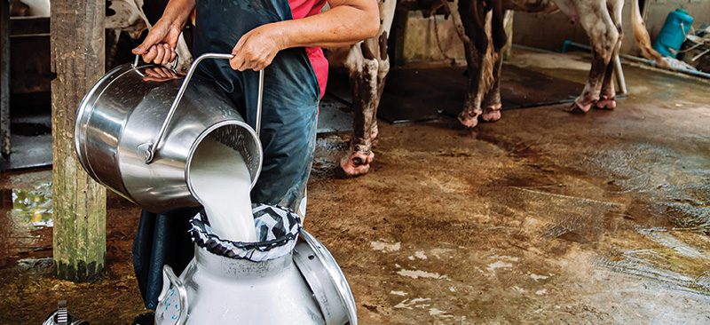 Empowering cattle farmers: MSC’s assistance for finance product development in Indonesia