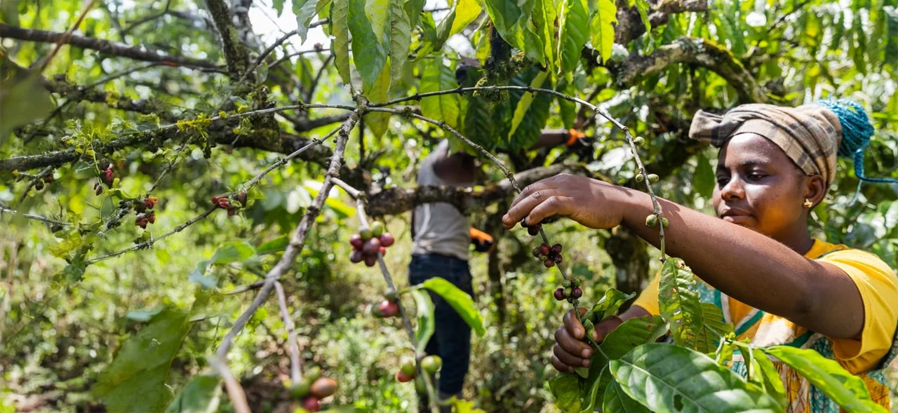 Business-plan-analysis-for-Modern-Agriculture-Communities-MACs-Cambodia1-min