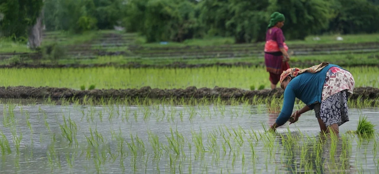 Strengthening-seed-companies-for-sustainable-agricultural-growth-in-Nepal-min