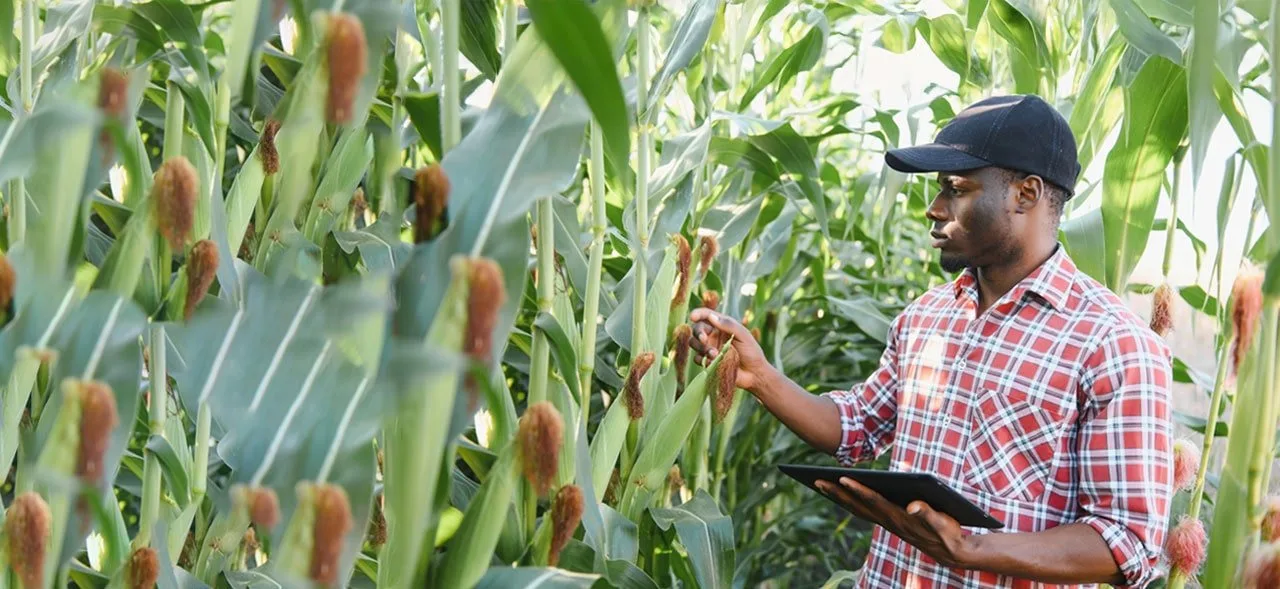Youth-in-Agriculture-Ecosystem-Development-Framework-Y-EDF-Senegal-min
